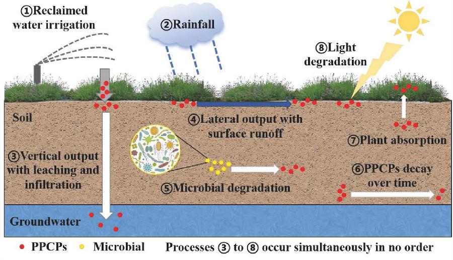图2.绿地土壤中PPCPs累积概念模型