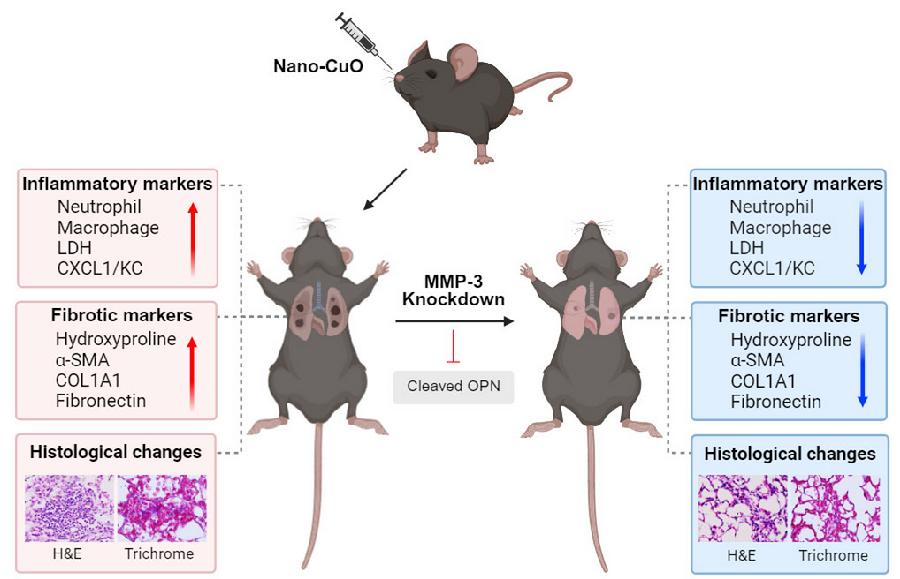 图3. MMP-3在金属纳米颗粒诱导肺炎性反应纤维化中的作用